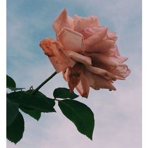 Meet your Posher, Daisy